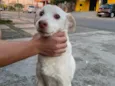 Branquinho