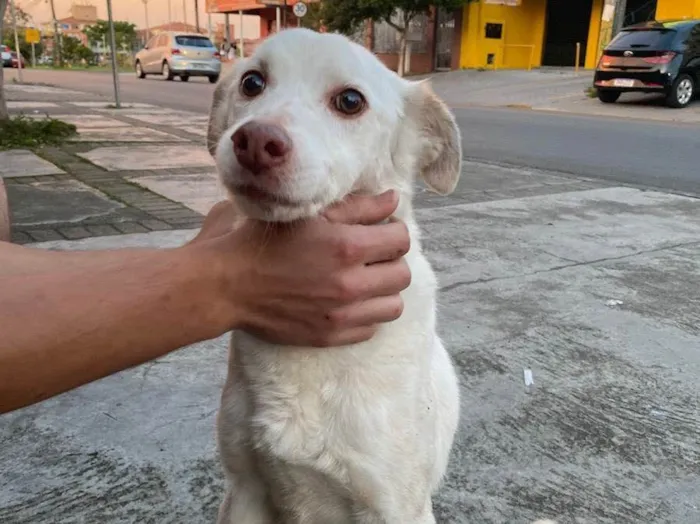 Cachorro ra a Vira-lata idade 3 anos nome Branquinho