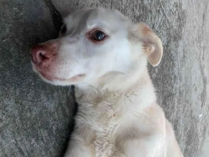 Cachorro ra a Vira-lata idade 3 anos nome Branquinho