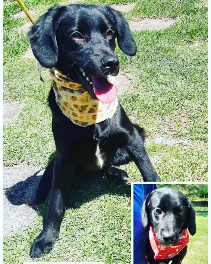 Cachorro raça Srd  idade 2 a 6 meses nome ZULU