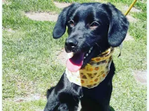 Cachorro raça Srd  idade 2 a 6 meses nome ZULU