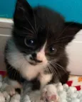 Caetano 