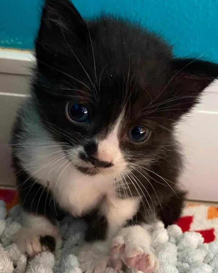 Gato ra a Srd idade Abaixo de 2 meses nome Caetano 