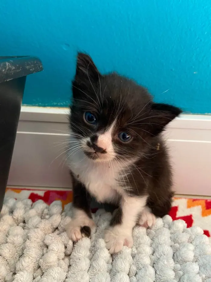 Gato ra a Srd idade Abaixo de 2 meses nome Caetano 