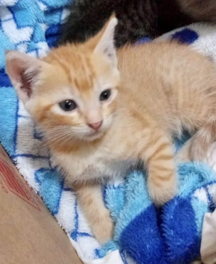 Gato ra a Srd idade Abaixo de 2 meses nome Bibiana 