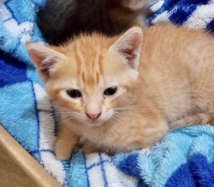 Gato ra a Srd idade Abaixo de 2 meses nome Bibiana 