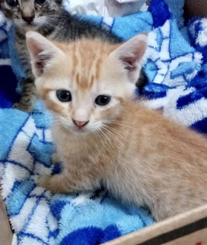 Gato ra a Srd idade Abaixo de 2 meses nome Bibiana 