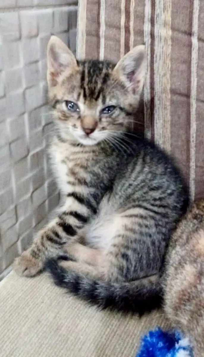 Gato ra a Srd idade Abaixo de 2 meses nome Bolívar 