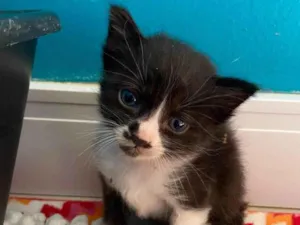 Gato raça Srd idade Abaixo de 2 meses nome Caetano 