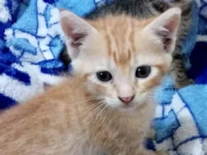 Gato raça Srd idade Abaixo de 2 meses nome Bibiana 