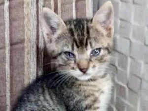 Gato raça Srd idade Abaixo de 2 meses nome Bolívar 