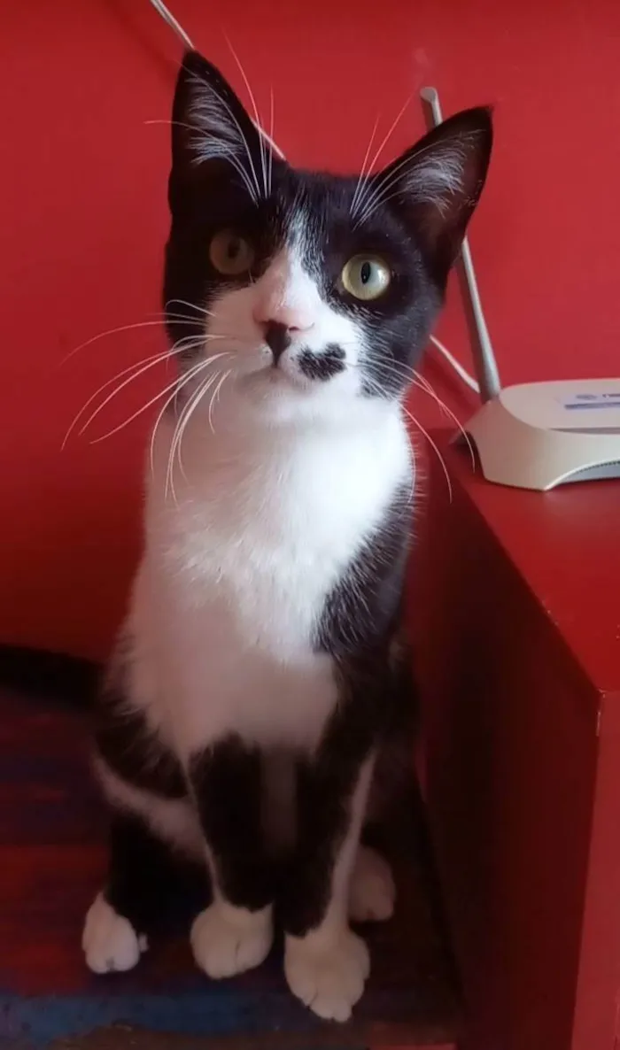 Gato ra a Srd idade 7 a 11 meses nome Levi