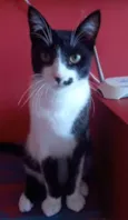 Levi