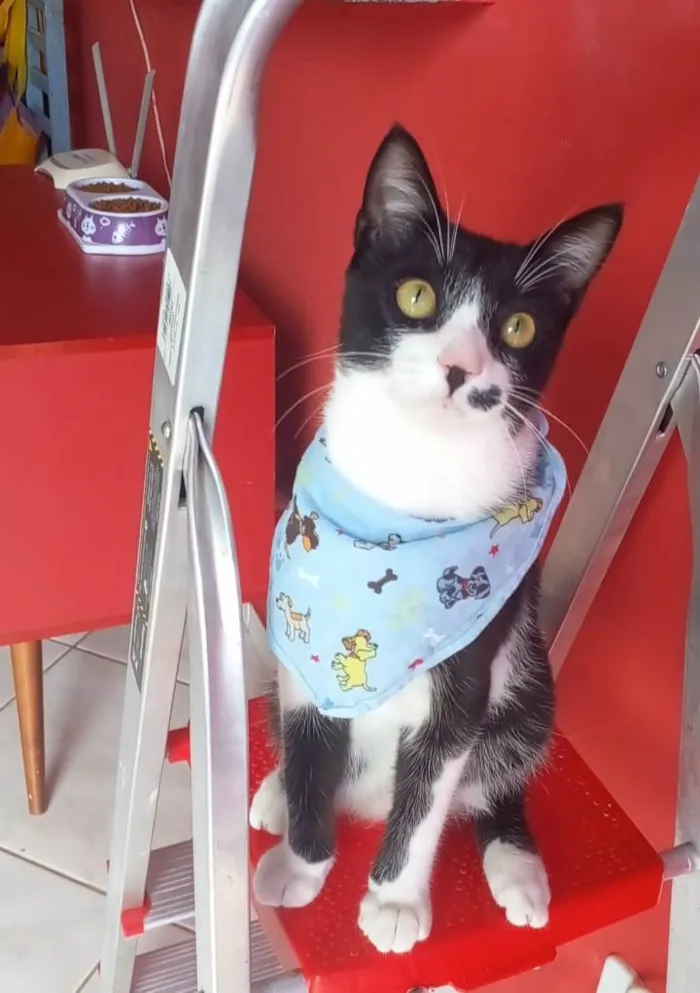 Gato ra a Srd idade 7 a 11 meses nome Levi