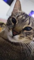 Joaquim