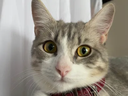 Gato raça comum idade 7 a 11 meses nome Maria