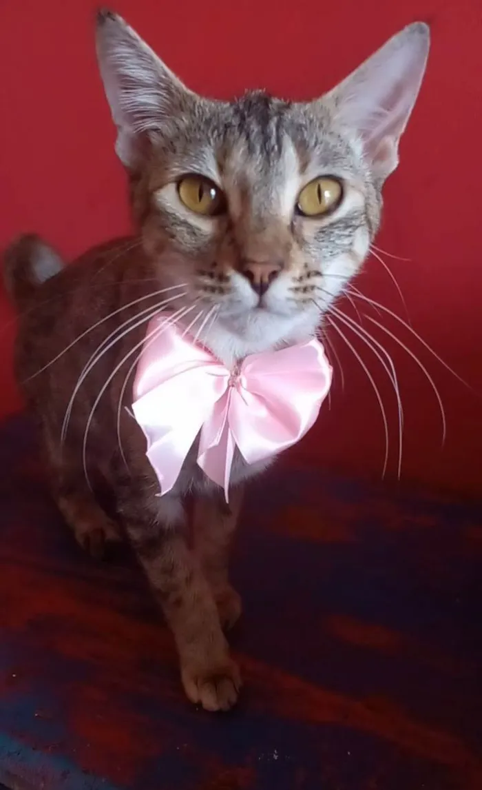 Gato ra a Srd idade 7 a 11 meses nome Ava