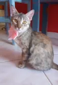 Ava