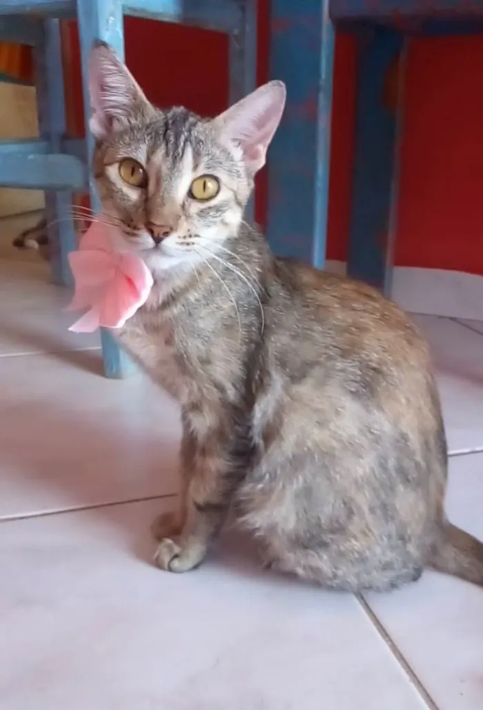 Gato ra a Srd idade 7 a 11 meses nome Ava
