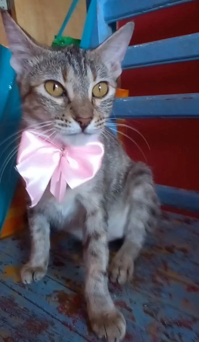 Gato ra a Srd idade 7 a 11 meses nome Ava