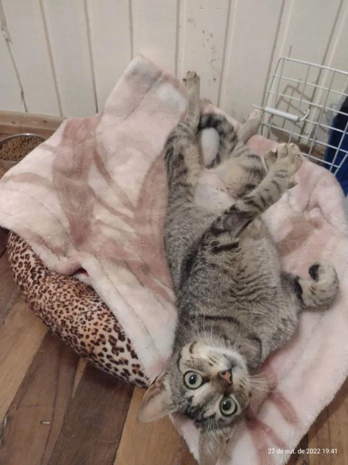 Gato ra a SRD idade 7 a 11 meses nome Amora