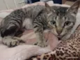 Amora