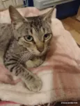 Amora
