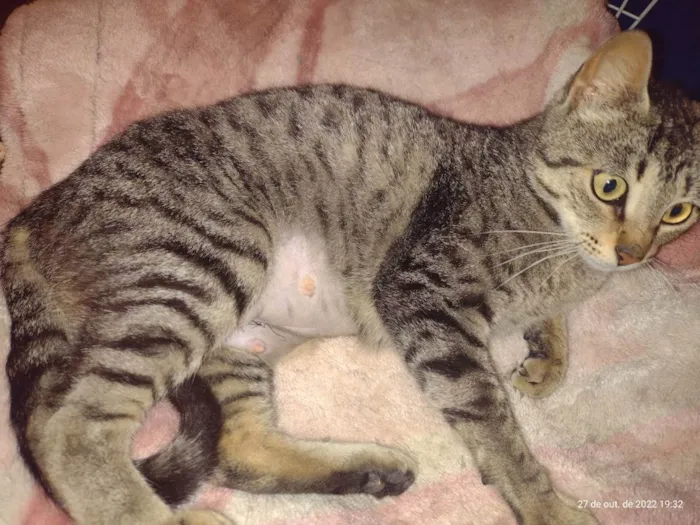 Gato ra a SRD idade 7 a 11 meses nome Amora