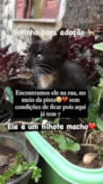 Pretinho