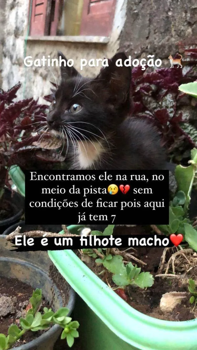 Gato raça  idade 2 a 6 meses nome Pretinho