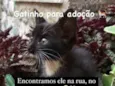 Pretinho
