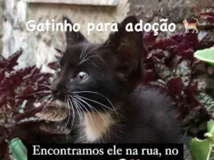 Gato raça  idade 2 a 6 meses nome Pretinho