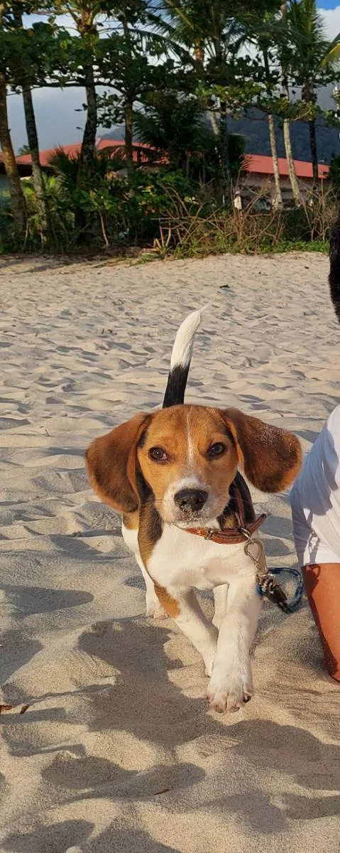 Cachorro raça Beagle idade 2 a 6 meses nome Luke