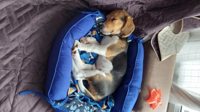 Cachorro raça Beagle idade 2 a 6 meses nome Luke
