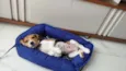 Cachorro raça Beagle idade 2 a 6 meses nome Luke