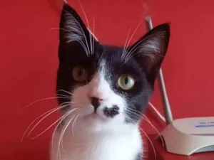 Gato raça Srd idade 7 a 11 meses nome Levi