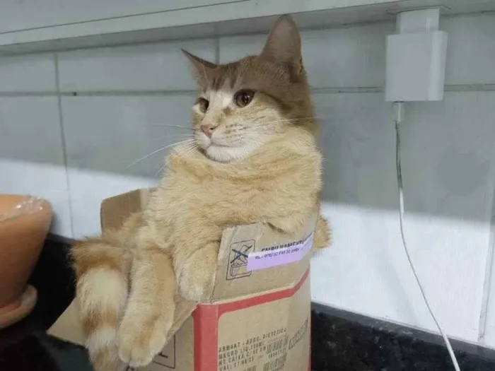 Gato ra a Srd idade 1 ano nome Alemão 