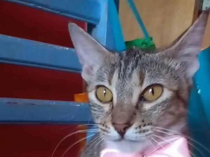 Gato ra a Srd idade 7 a 11 meses nome Ava