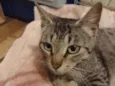 Amora