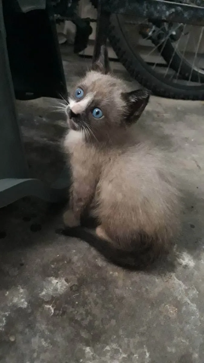 Gato raça SRD idade Abaixo de 2 meses nome Hugo