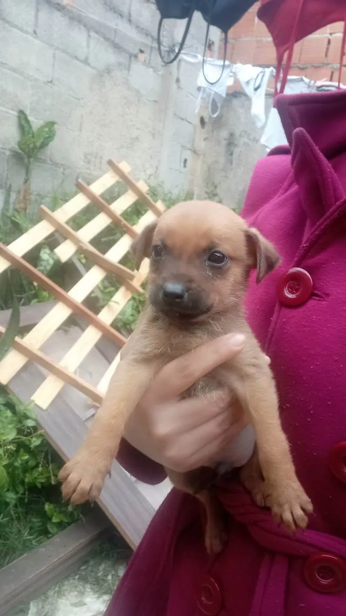 Cachorro ra a Vira lata  idade 2 a 6 meses nome Tenho mais de 1