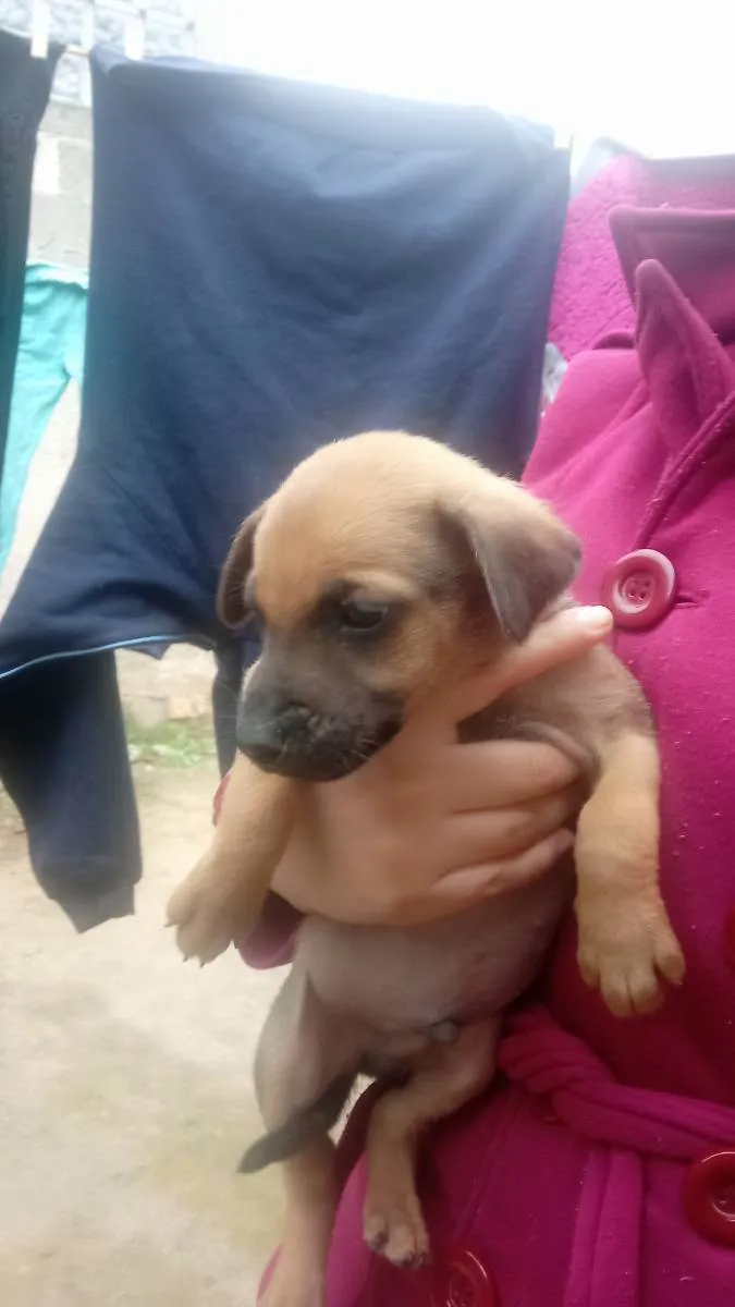 Cachorro ra a Vira lata  idade 2 a 6 meses nome Tenho mais de 1