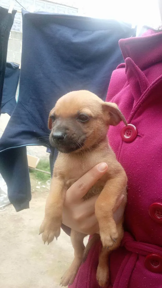 Cachorro ra a Vira lata  idade 2 a 6 meses nome Tenho mais de 1