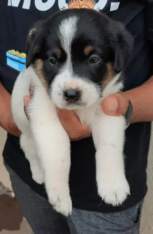 Cachorro raça  idade Abaixo de 2 meses nome  Nina