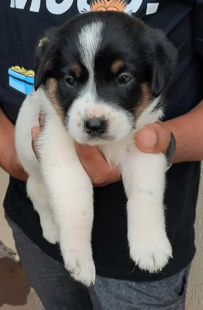 Cachorro ra a  idade Abaixo de 2 meses nome  Nina