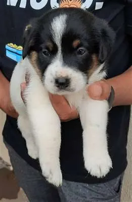 Cachorro raça  idade Abaixo de 2 meses nome  Nina