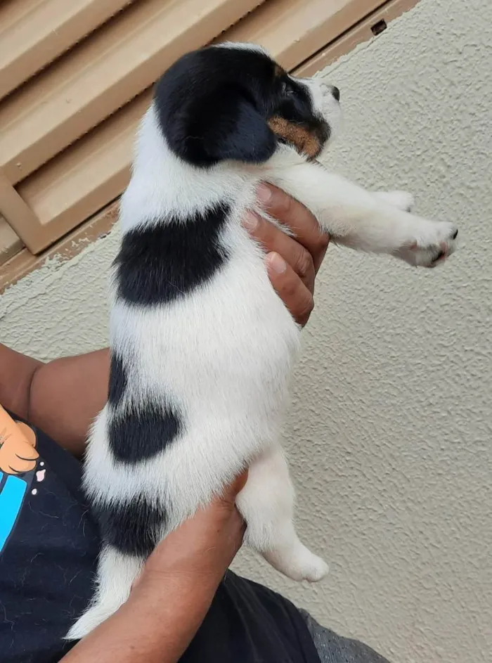 Cachorro ra a  idade Abaixo de 2 meses nome  Nina