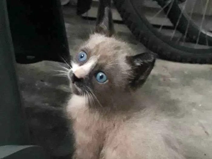 Gato raça SRD idade Abaixo de 2 meses nome Hugo