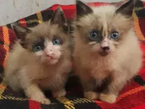 Gato raça SRD idade Abaixo de 2 meses nome Maria e Joaquina