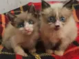 Gato raça SRD idade Abaixo de 2 meses nome Maria e Joaquina
